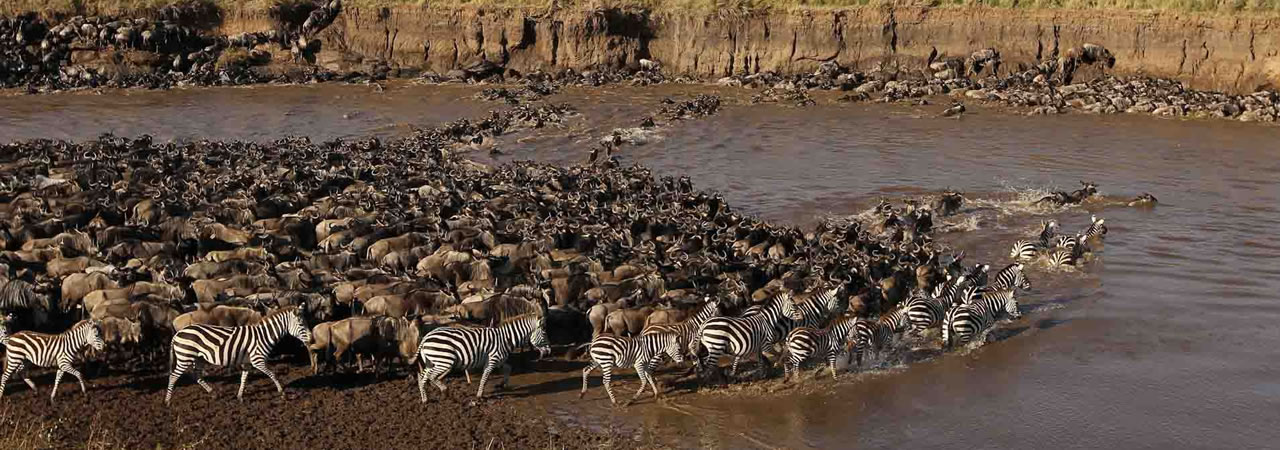 3 Wildebeest Migration Safaris.jpg